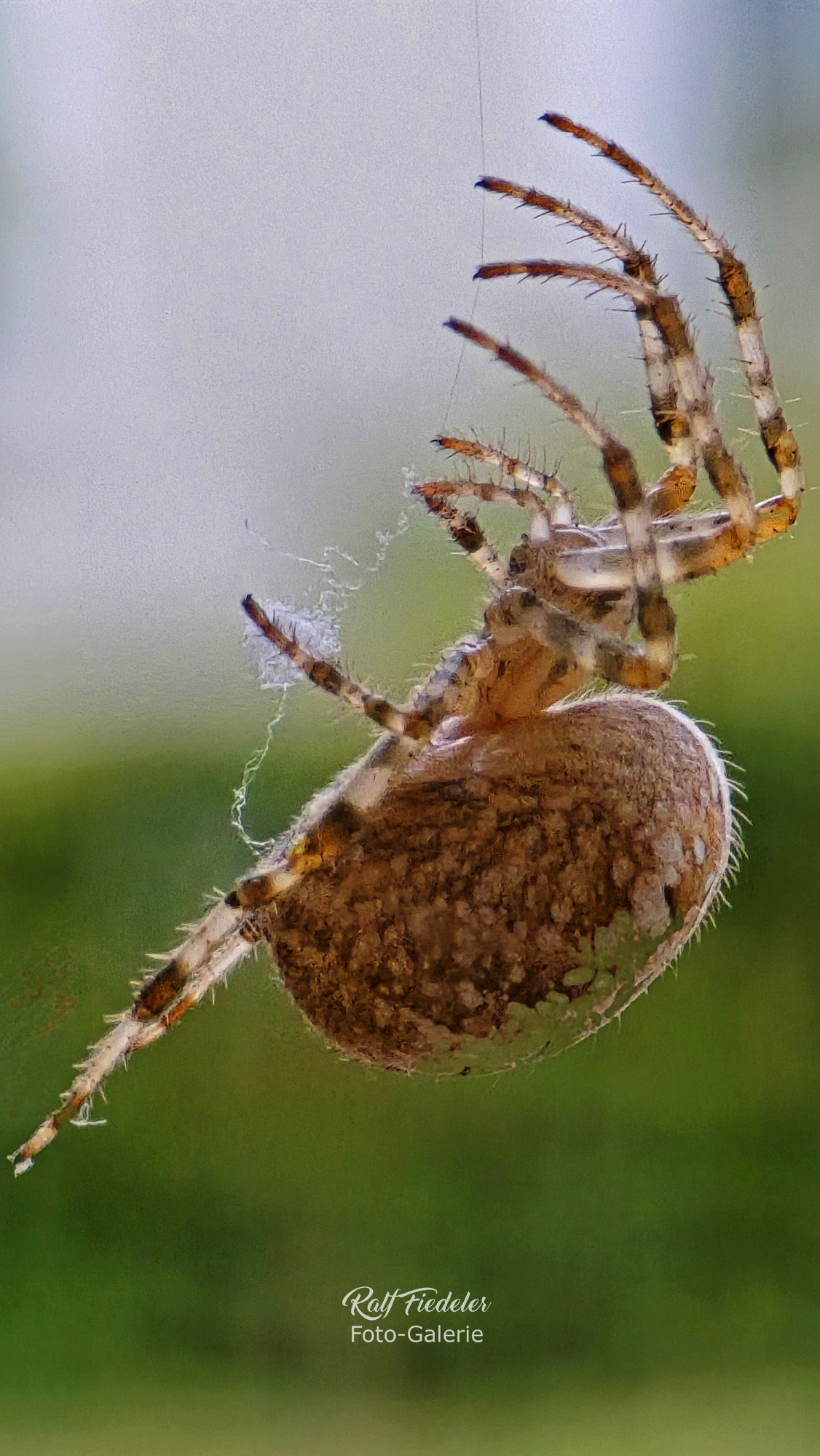 Spinne, die sich abseilt nah