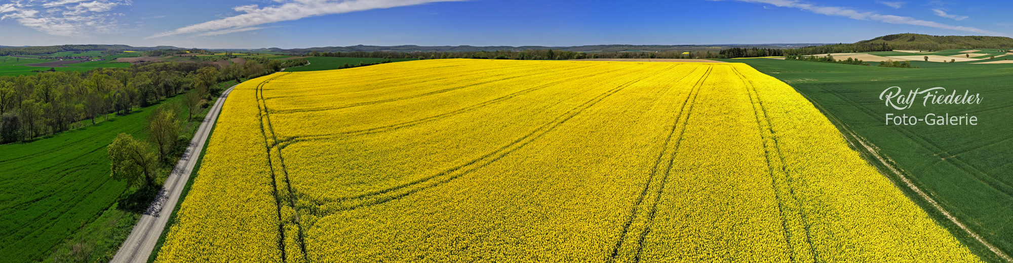 Drohnen-Panoramafoto vom Rapsfeld auf dem Osing